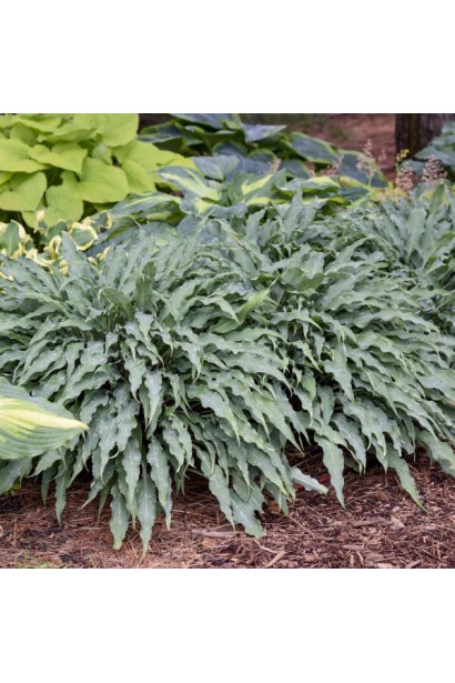 Хоста Сіллі Стрінг